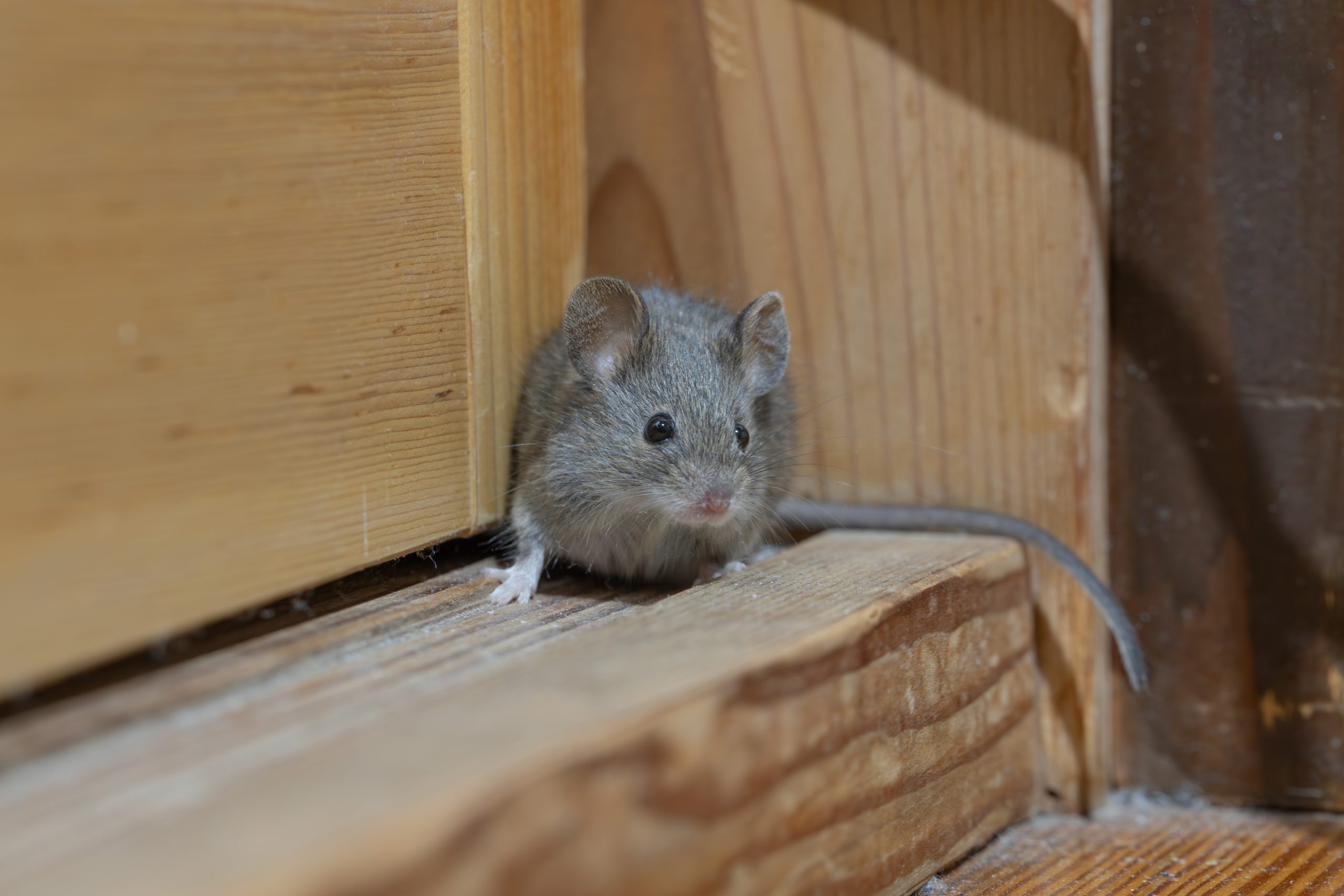 mouse