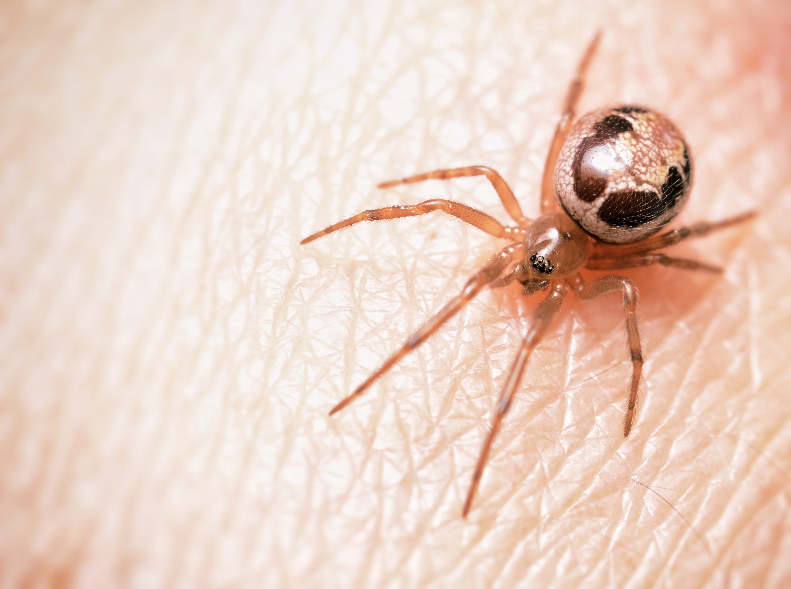 spider bite