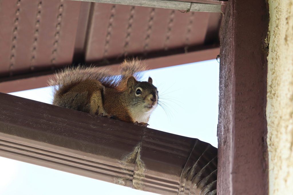 squirrel in attic