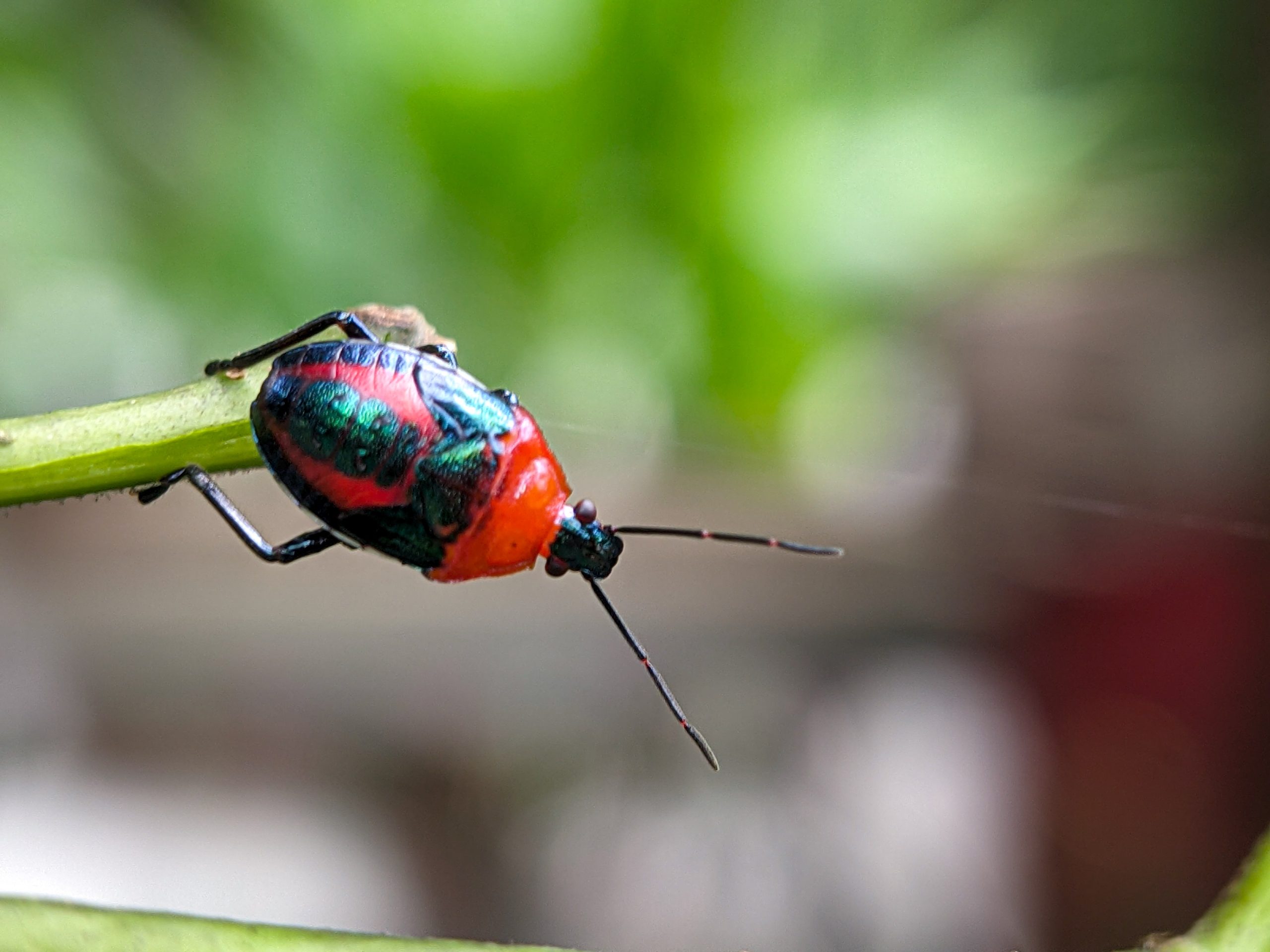 A colorful red and black beetle with blue markings clings to a green stem against a blurred green background.