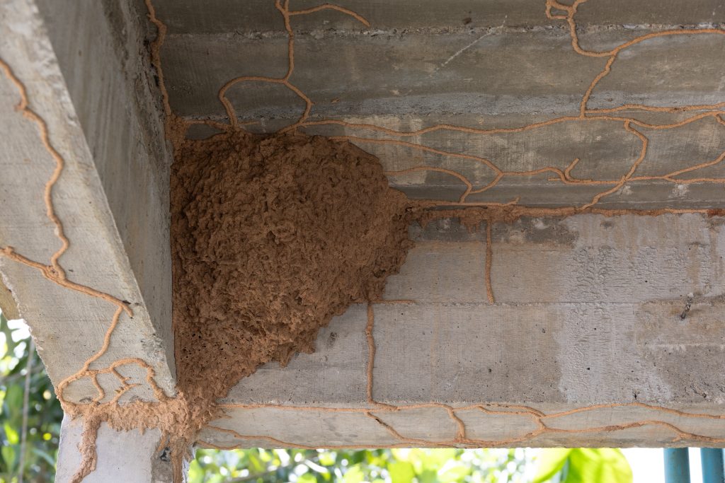 Mud tubes built by termites on concrete beam and wooden structure