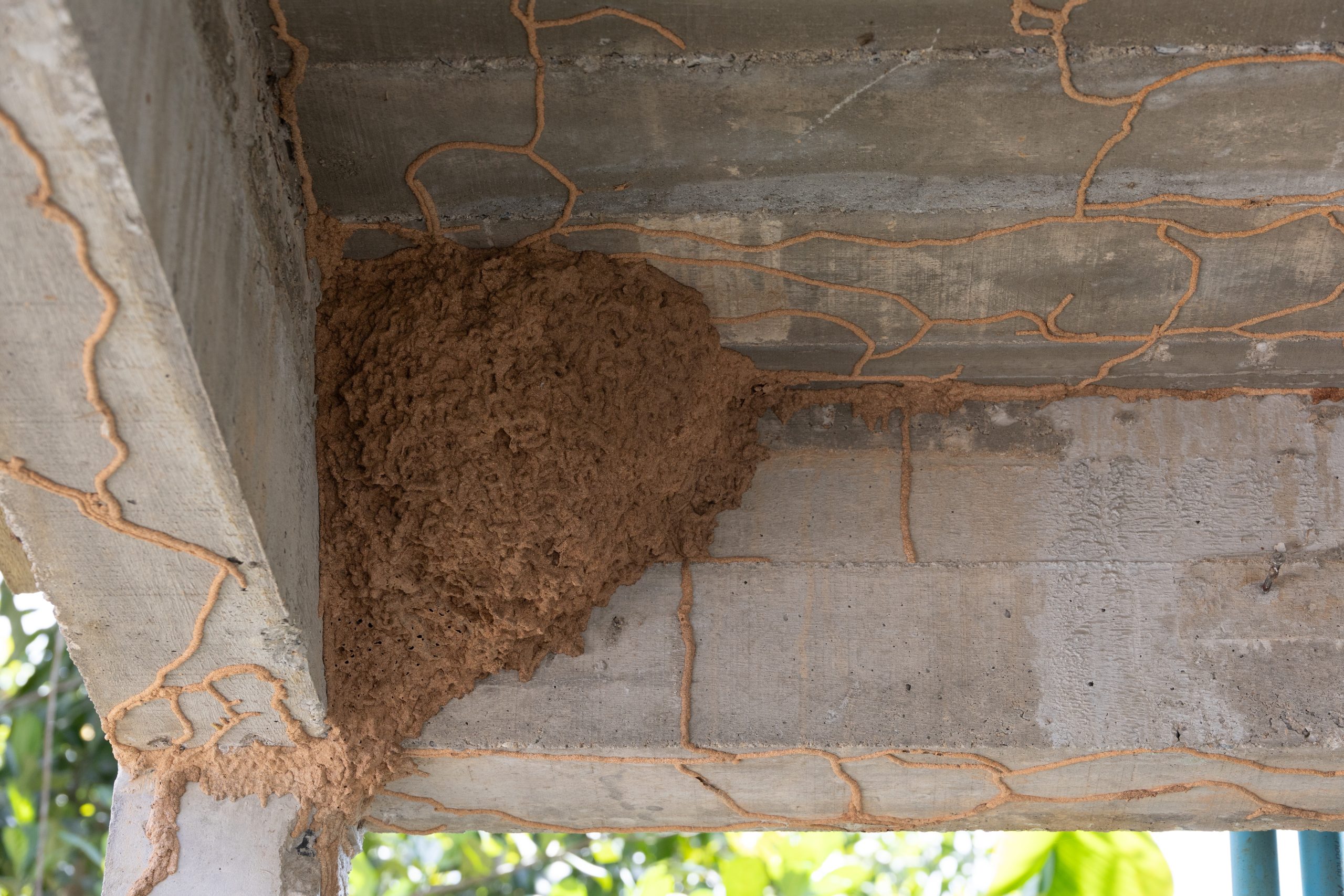 Mud tubes built by termites on concrete beam and wooden structure