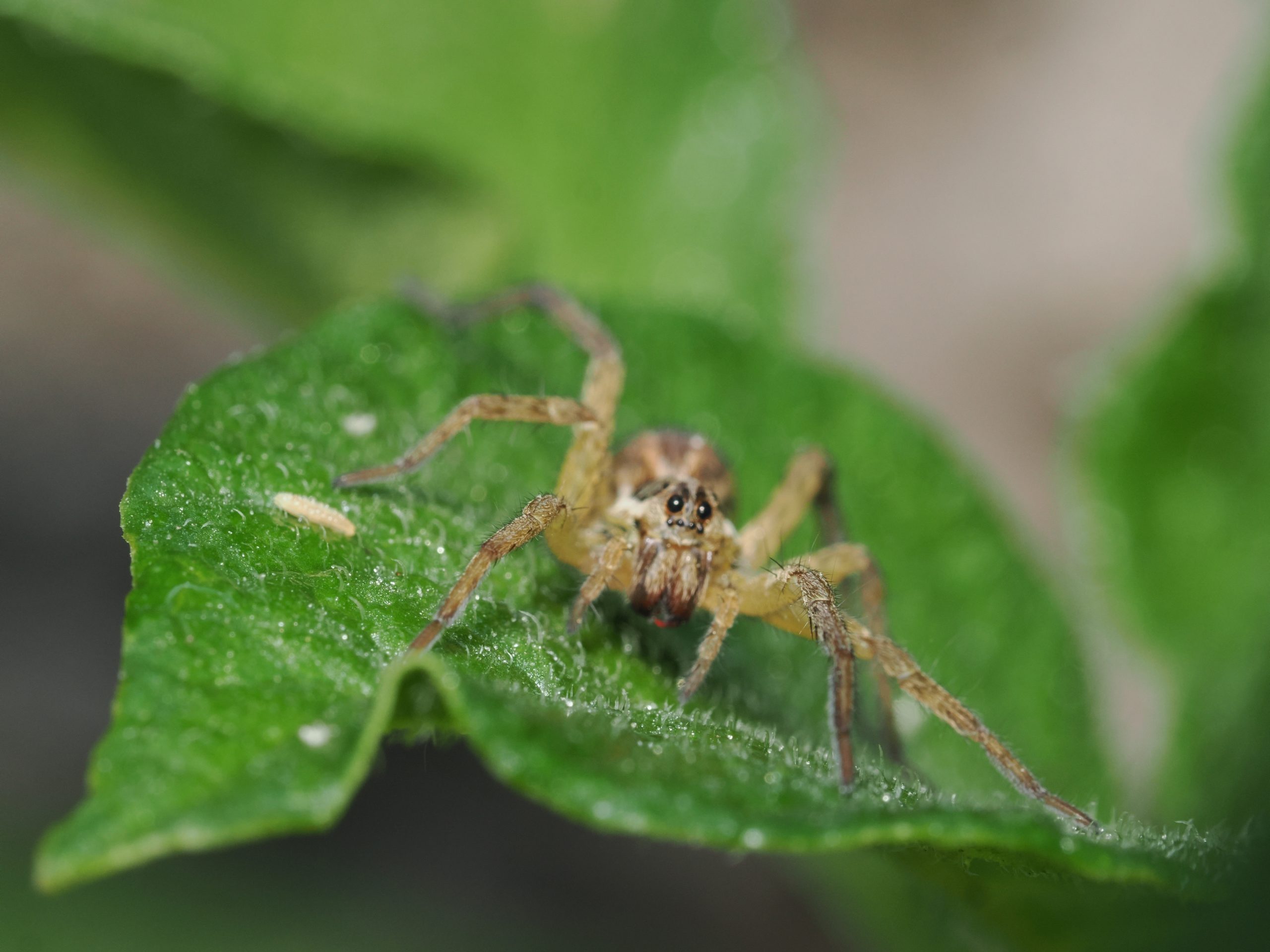 Brown spider with banded legs perched on a green leaf with water droplets