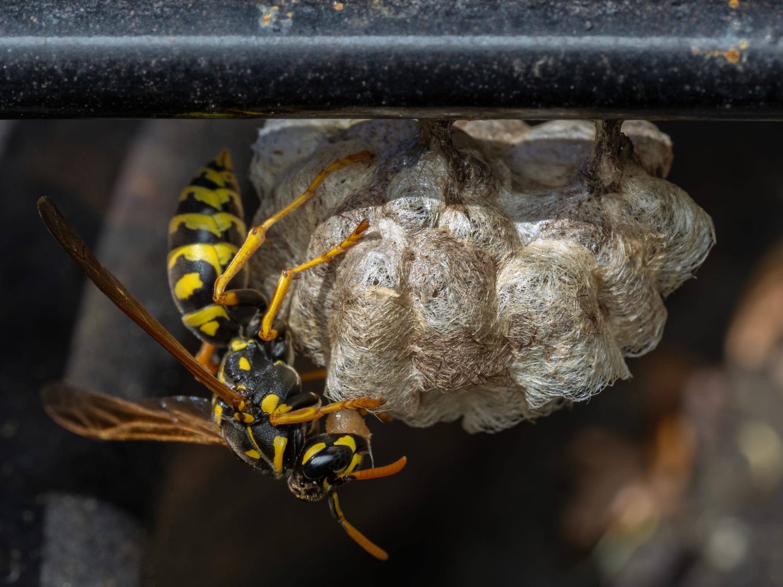 yellow jacket sting