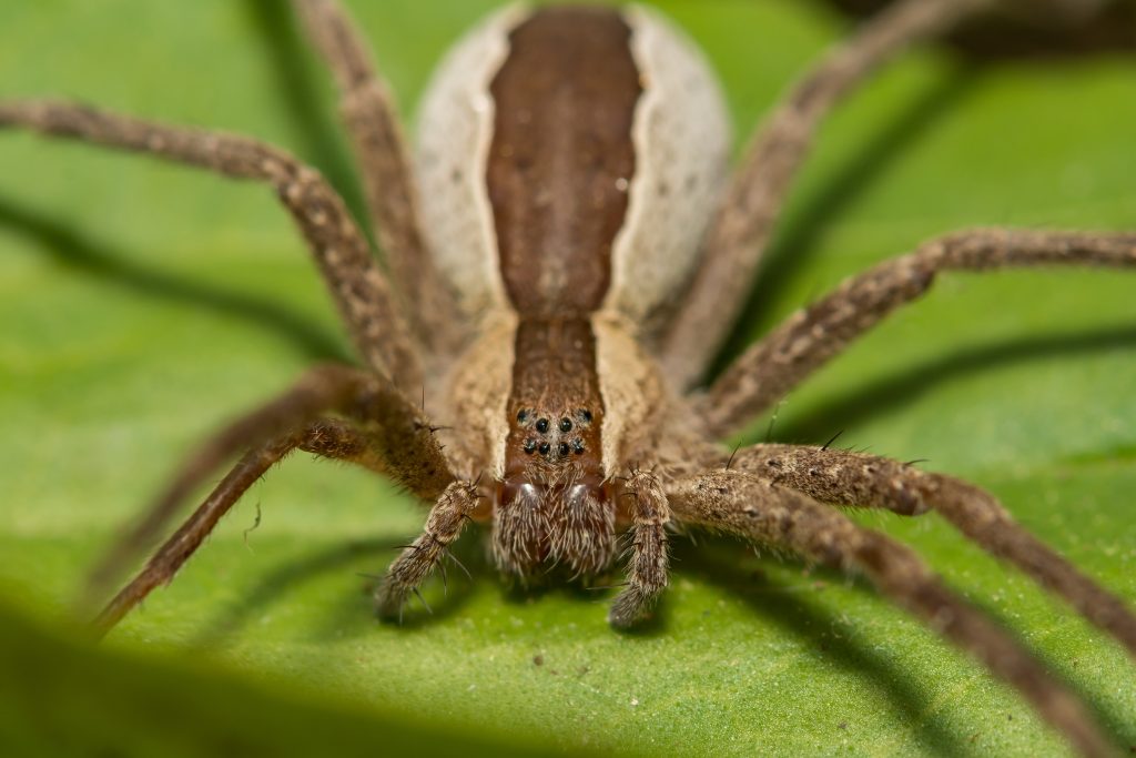American Nursery Web Spider