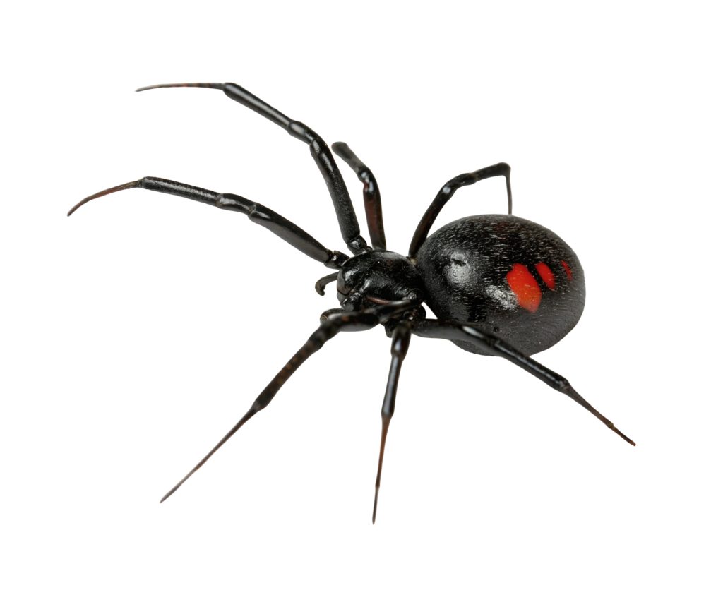 Black Widow Spider