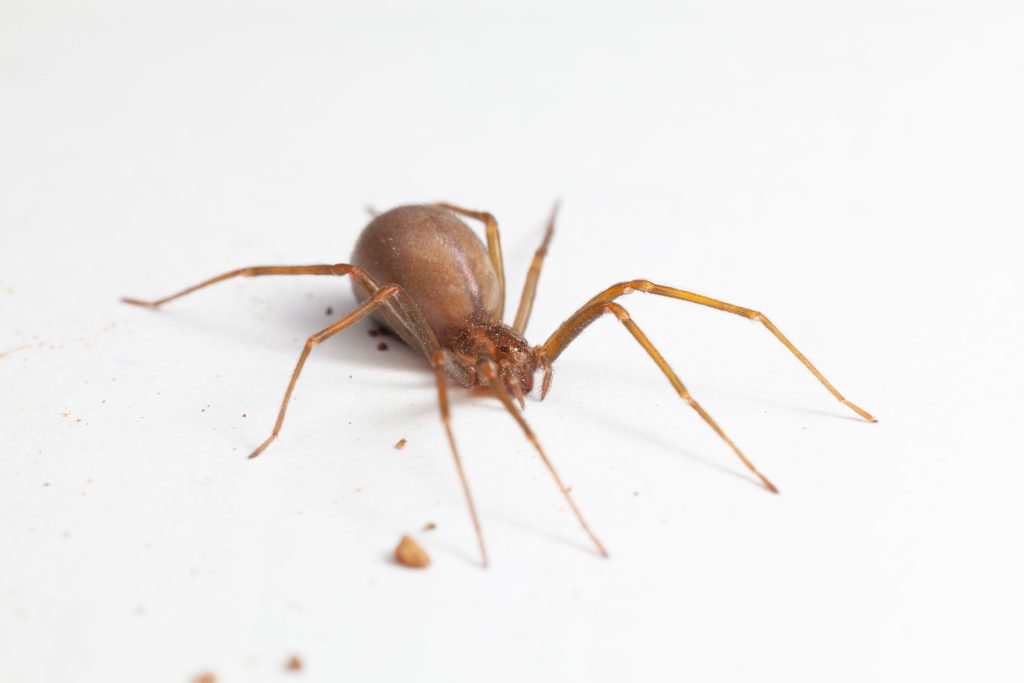 Brown Recluse Spider