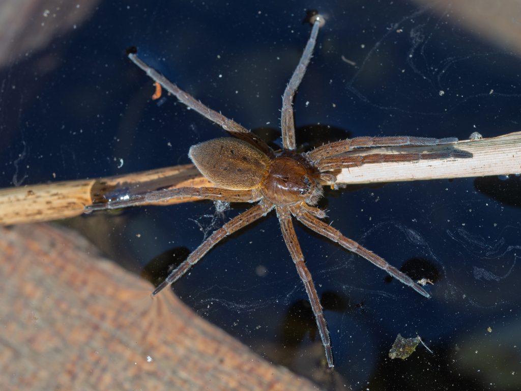 Fishing Spider