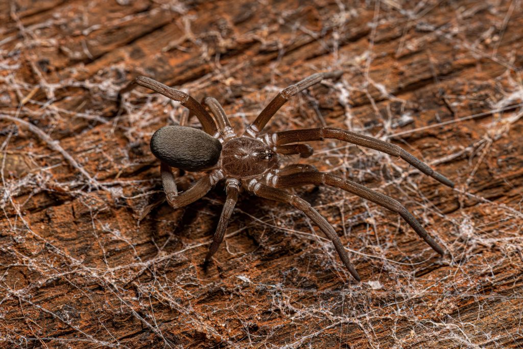 Southern House Spider