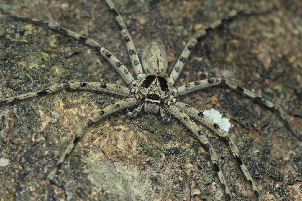 Wolf Spider