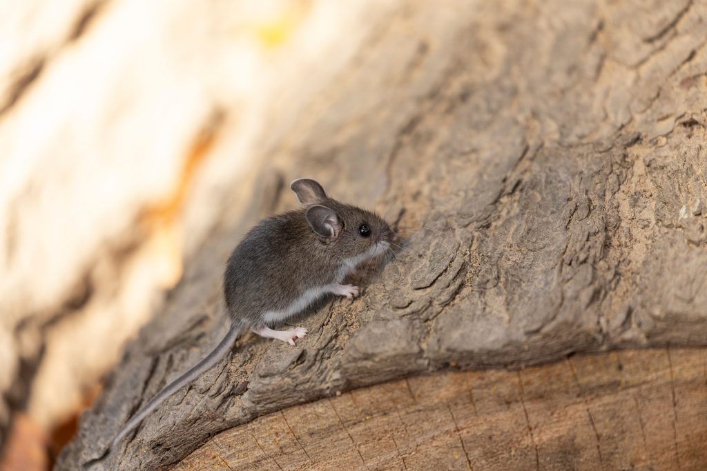Deer Mice Look Cute but Carry Serious Health Risks