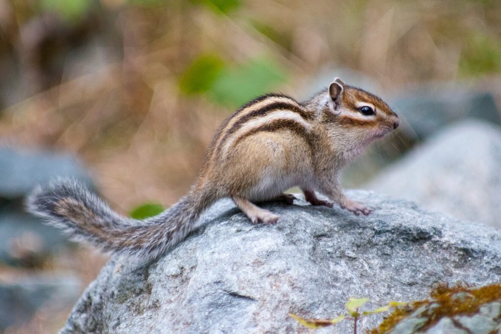 How to Recognize Chipmunk Poop Around Your Home