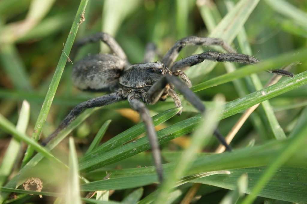 Large Spiders in Alabama Show Up Indoors Once September Cools