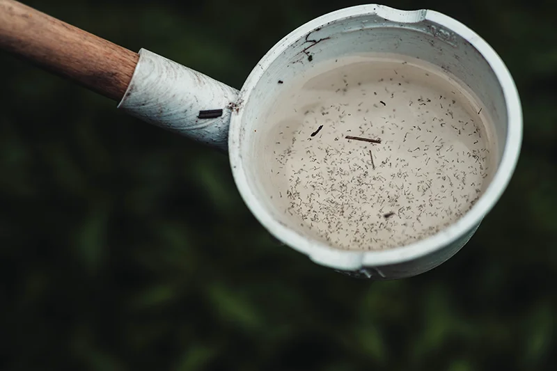 Close-up view of mosquito larvae in a scoop of water, highlighting potential breeding site