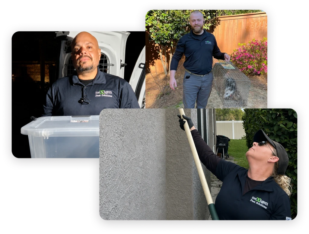 Nextgen Pest Solutions technicians performing professional pest control and wildlife removal services at residential properties.