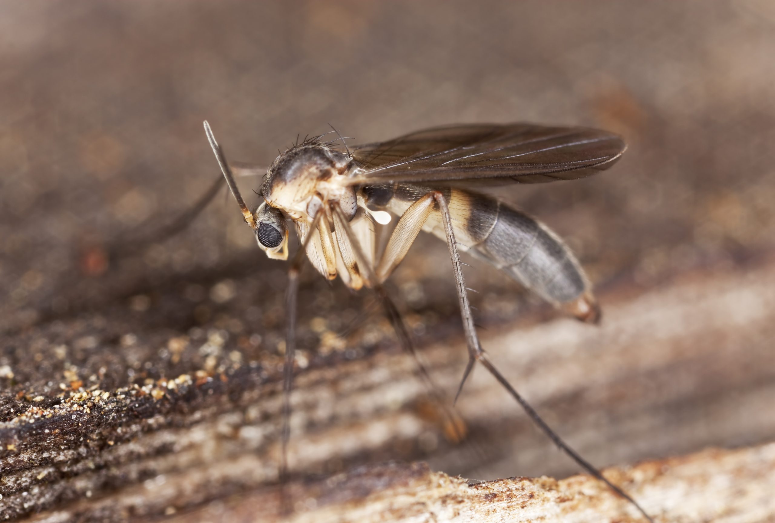 Phorid Flies in the House Often Point to a Hidden Problem