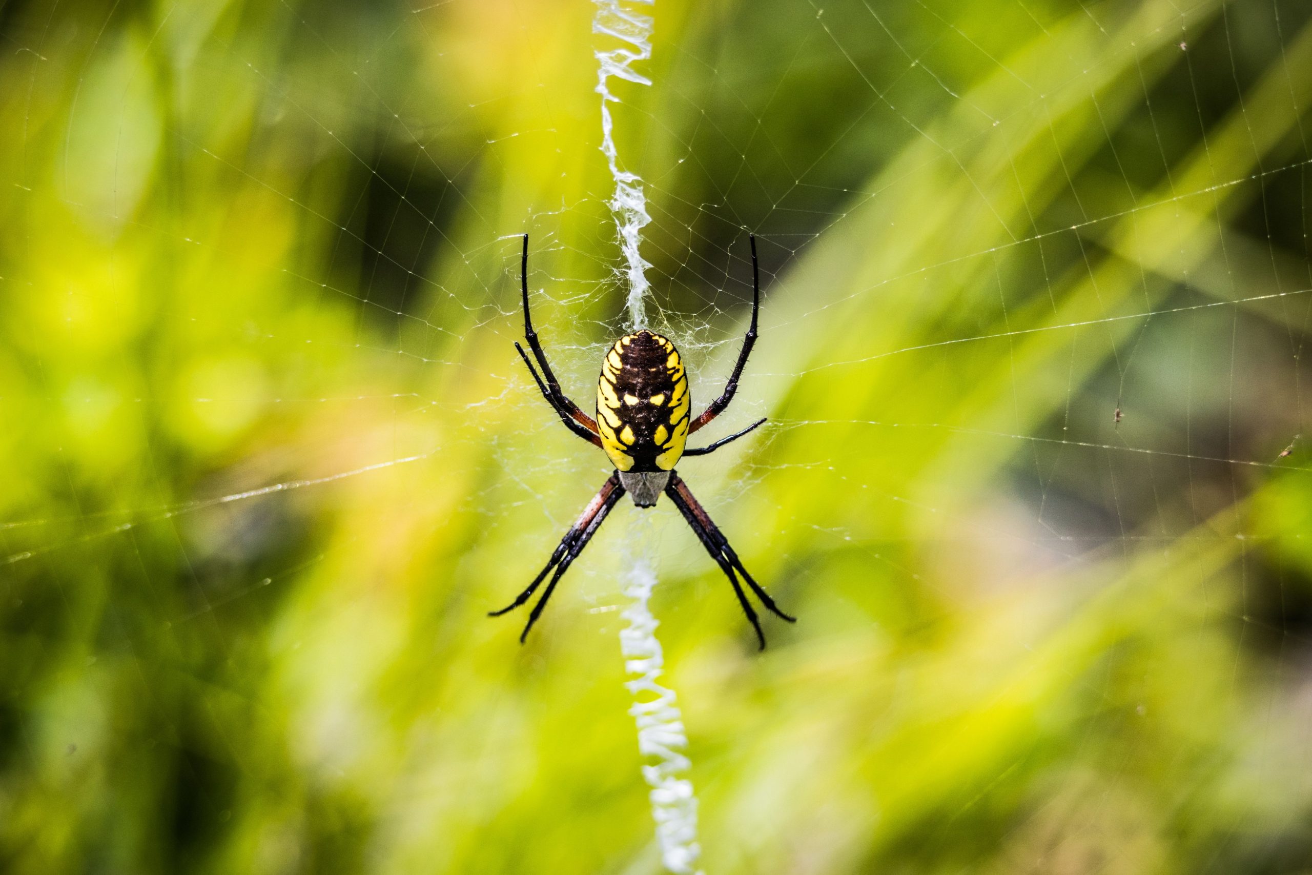 Those Black and Yellow Spiders in Georgia Gardens Are Good News