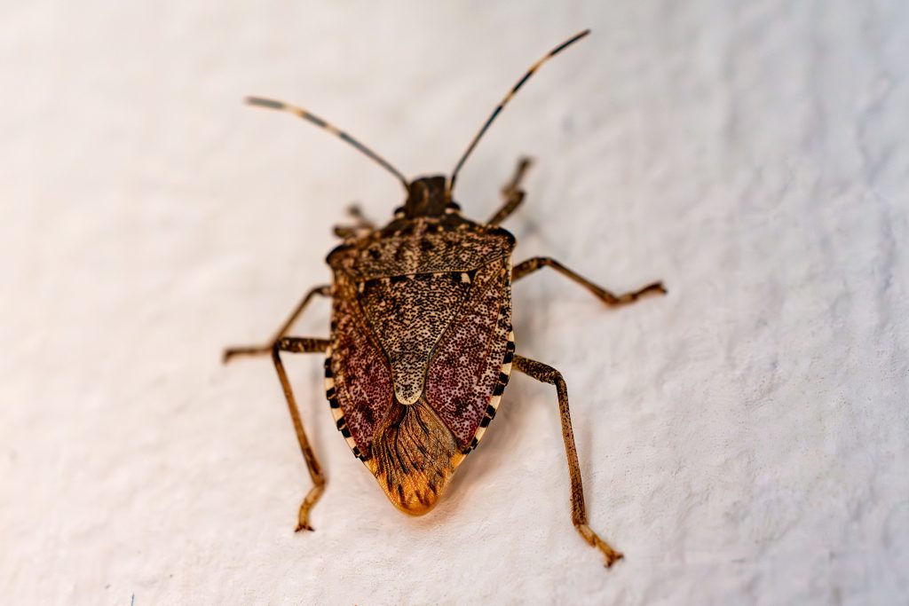 What Draws Stink Bugs in Georgia to Sunny Walls Every October