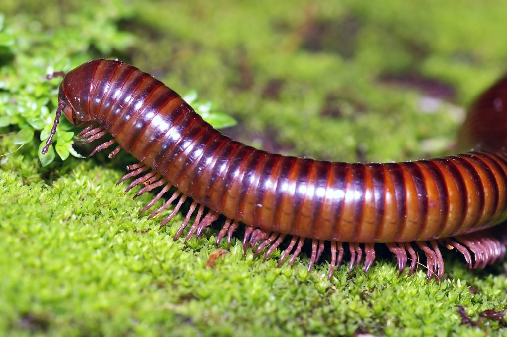 Why Millipedes Invade Homes After Heavy Fall Rain